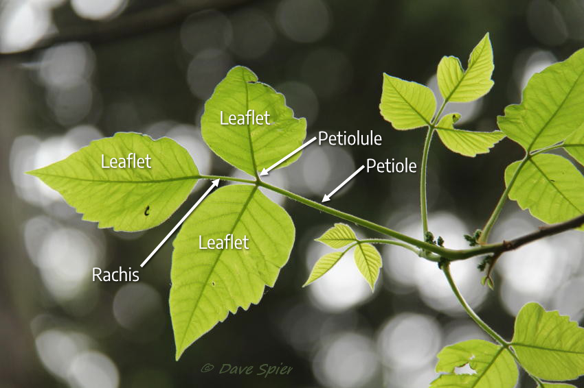 3.1 Leaves – The Science of Plants